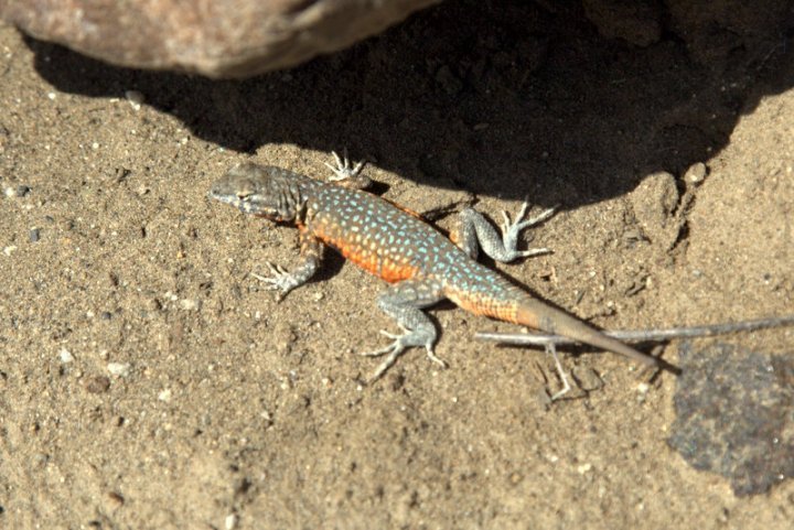A close-up view of a blue and orange lizard resting on sandy ground under bright sunlight.