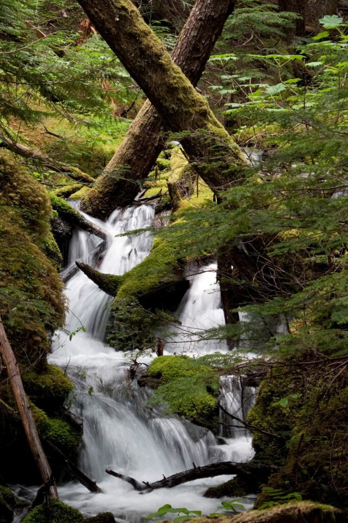 A serene view of a small waterfall cascading through a densely wooded area with moss-covered trees and green foliage.