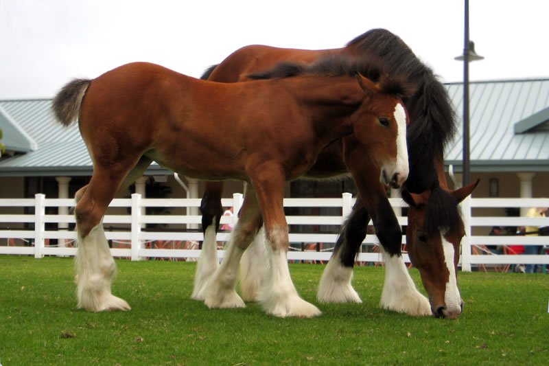 Clydesdale horses grazing