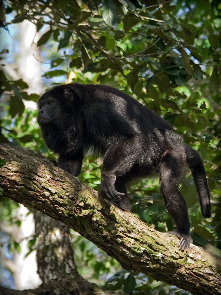 Southern Black Howler Monkeys in the Forest