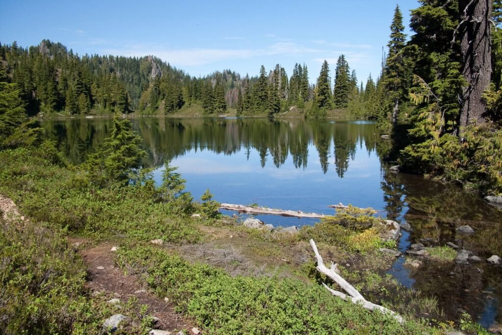 A peaceful lake scene with reflections of tall evergreen trees and lush shoreline vegetation under a clear blue sky.