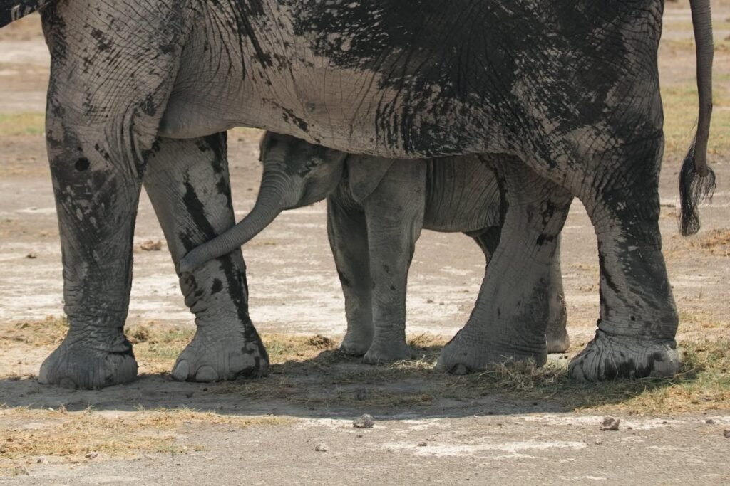 Close-up photographs showing the muddy texture of elephant legs and feet.