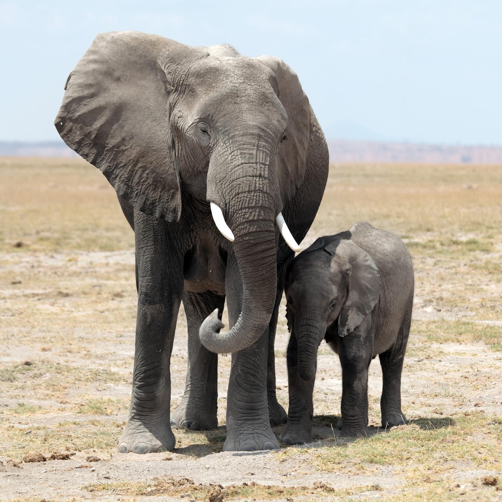 Safari: Part 1 of 3 An adult African elephant and baby walking through the open savanna with dry grass.