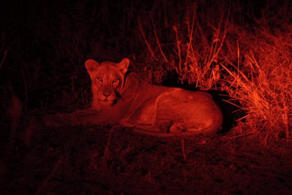 A lioness rests at night under a red infrared filter, highlighting the texture of tall grass and the dim evening light.