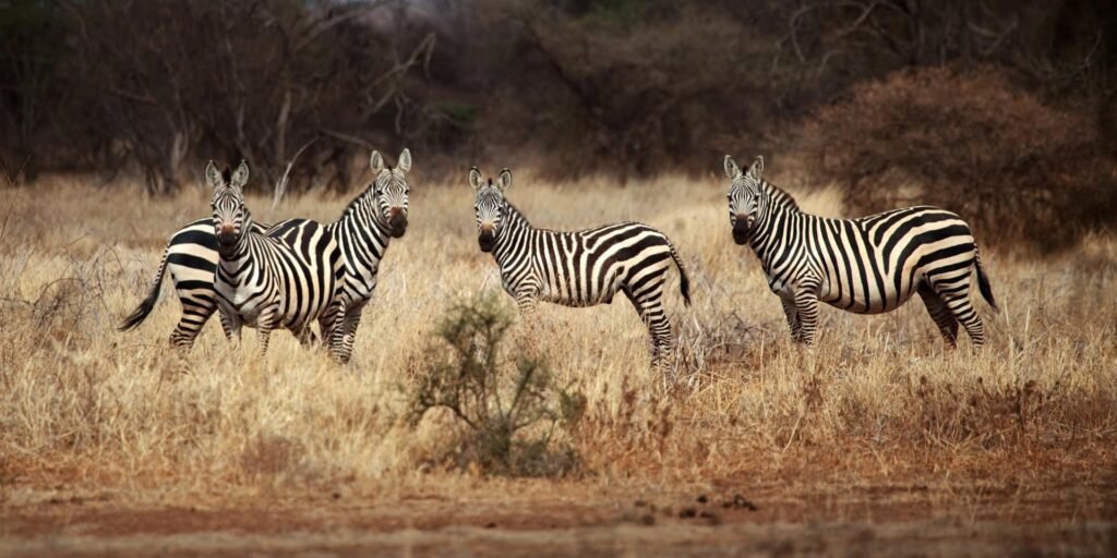A group of zebras grazing in a dry grassland.