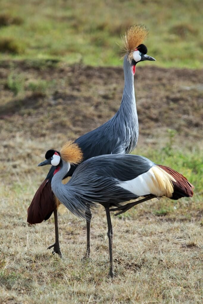 A pair of Gray Crowned Crown Cranes standing in a grassy field, showcasing their striking golden crests and vibrant plumage.