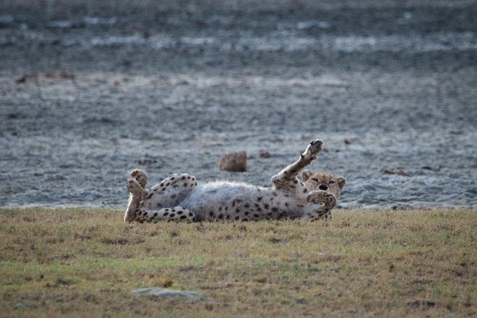 A cheetah lies on its back on a grassy bank, rolling playfully near a rippling water source in the wild.