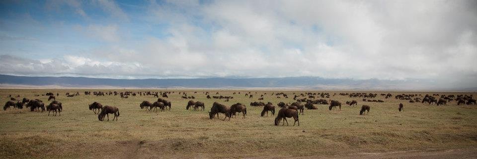 A wide-angle panorama showing extensive wild horse herds grazing on the rugged, arid landscape of the Ocean Highway Plain under a dramatic, overcast sky.
