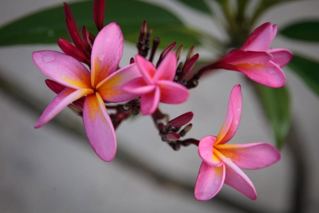 Closeup of pink plumeria flowers with orange centers and green leaves in a travel photo.