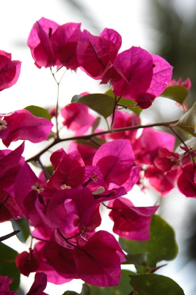 Close-up of vibrant pink bougainvillea flowers blooming on a vine.