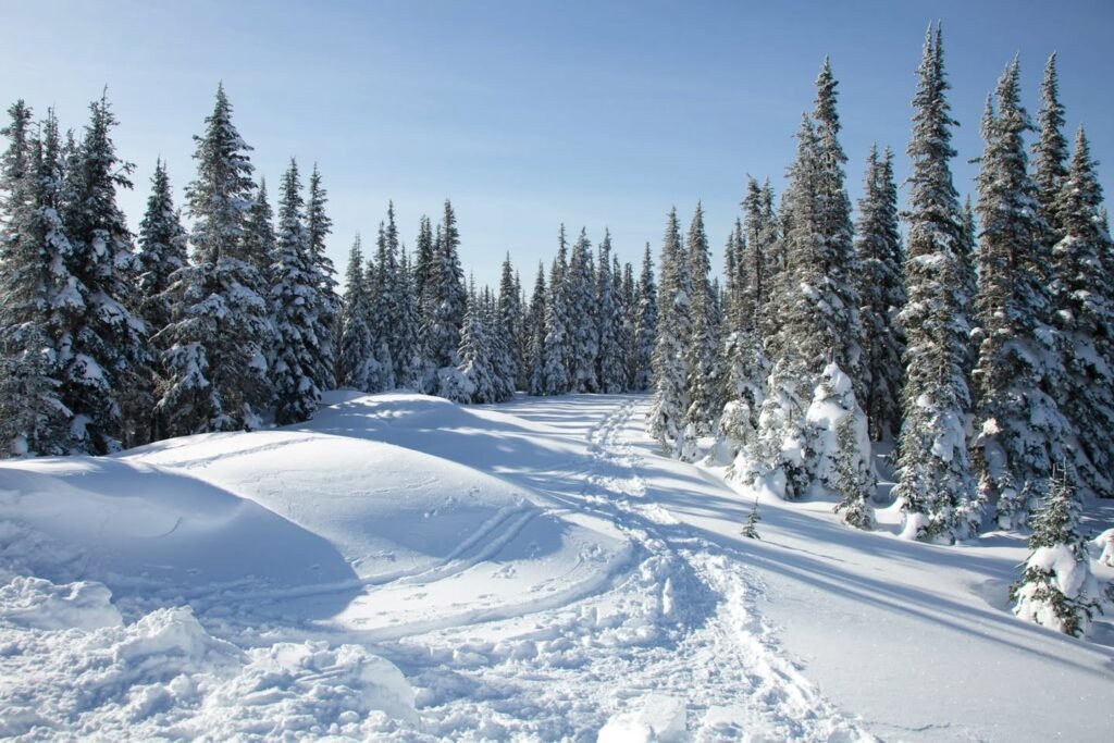 A scenic view of a snow-covered hiking trail winding through a dense evergreen forest. Tall, frost-covered trees stand against a clear winter sky.
