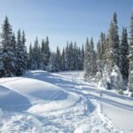 A scenic view of a snow-covered hiking trail winding through a dense evergreen forest. Tall, frost-covered trees stand against a clear winter sky.