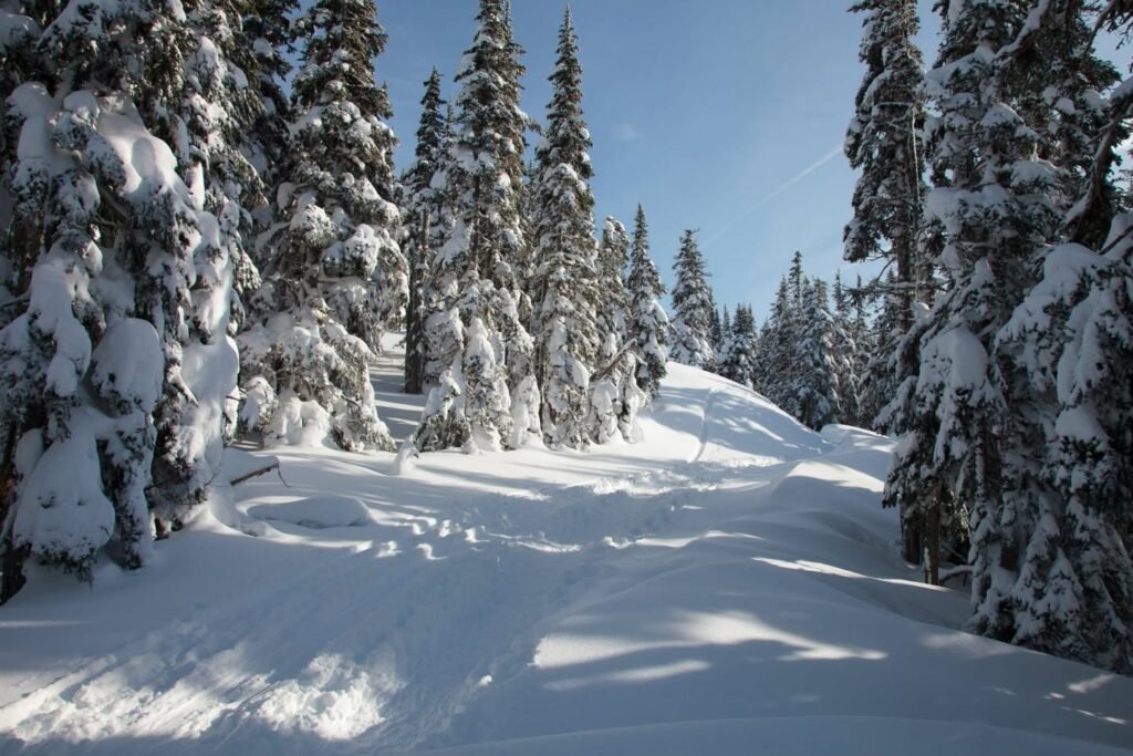 A pristine snow path winds through a forest of snow-laden evergreens under a bright blue sky.