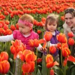 Easter 2012 A family wonders through a stunning field of vibrant red and orange tulips during a spring outing.