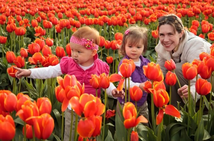 A family wonders through a stunning field of vibrant red and orange tulips during a spring outing.