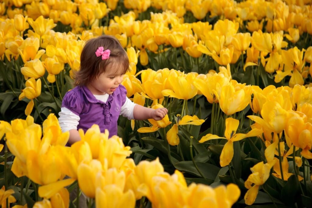 A young child dressed in a purple vest examines yellow tulips in a vast field, highlighting the bright spring bloom.