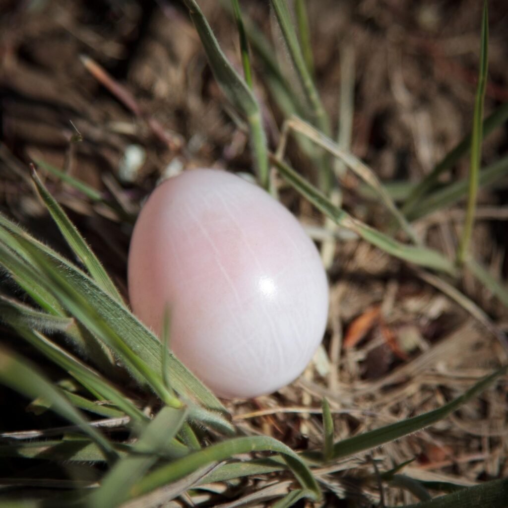 A smooth, pale pink bird egg resting in green grass and mulch.