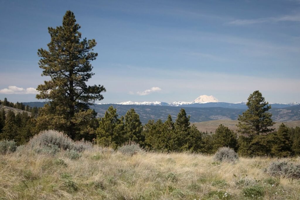 A scenic view of distant mountains under a clear blue sky with pine trees and dry grass in the foreground.