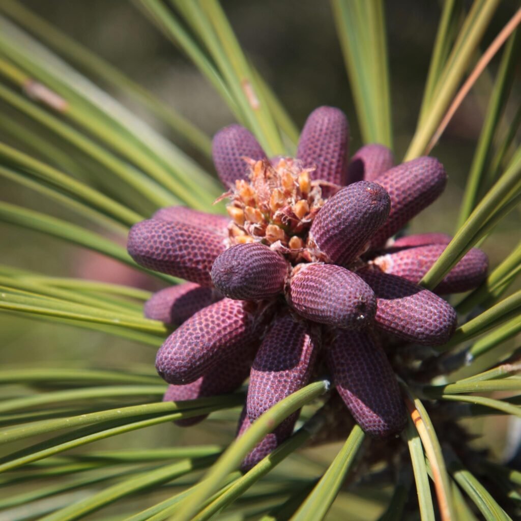 A close-up view of purple pine cones surrounded by green needles on a sunny day.