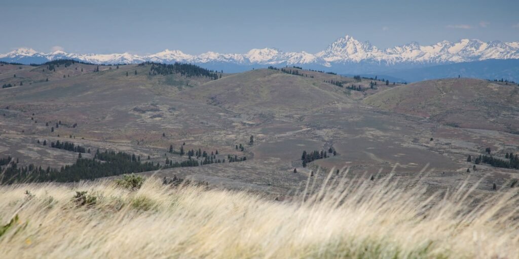 Dried grasses in the foreground lead to rolling hills with snow-capped mountains in the distance.
