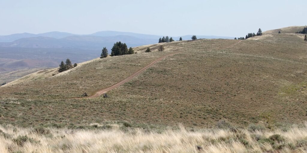 Rolling golden grassy hills with scattered evergreen trees and a faint trail leading through the landscape.