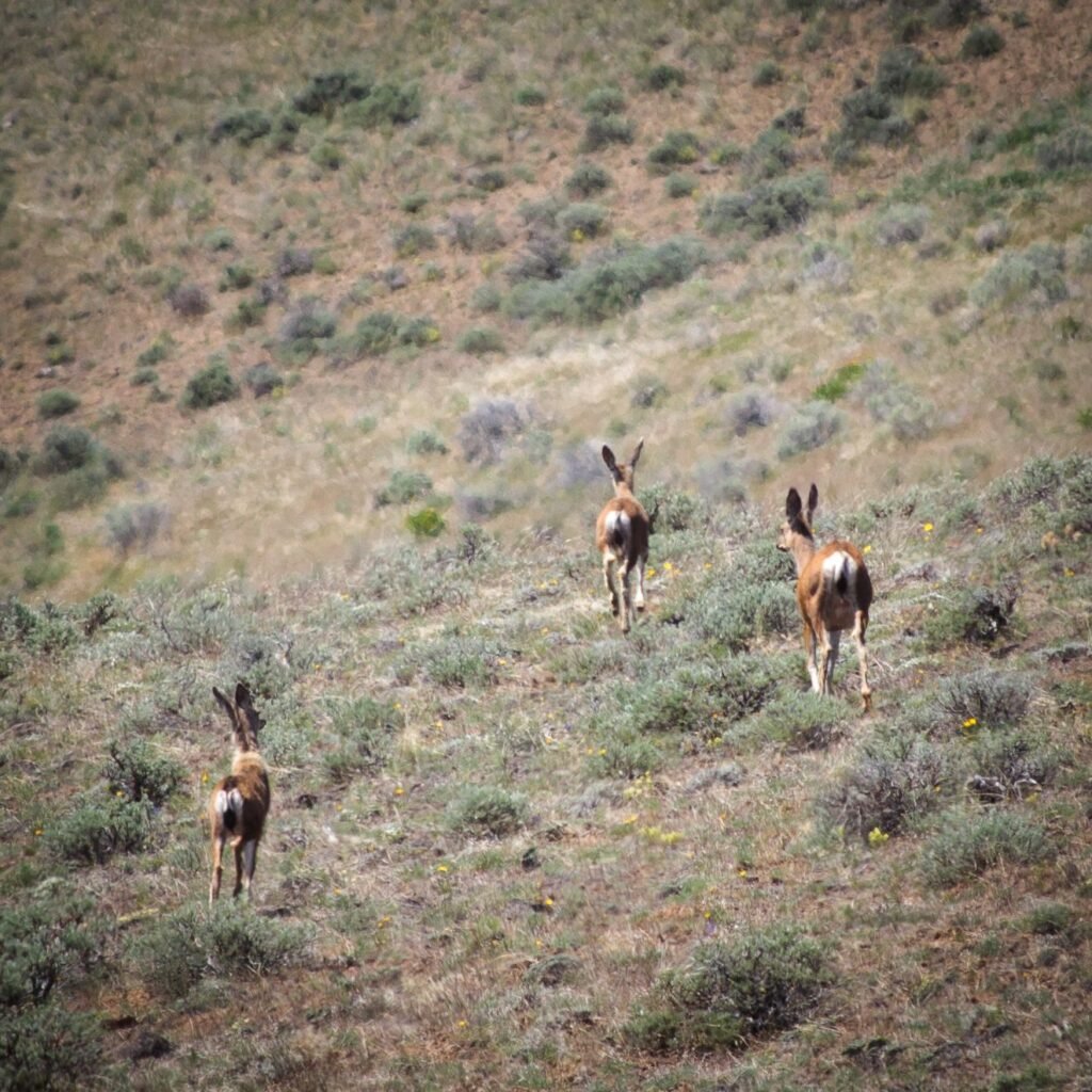 Several gazelles graze and roam across a dry, shrub-covered landscape.