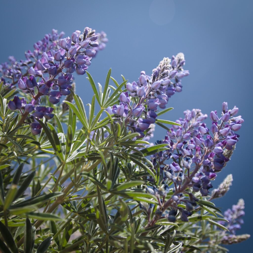 Tall purple lupine flowers and vibrant green leaves stand out against a backdrop of a clear blue sky.