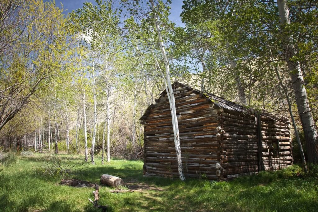 A rustic, historic log cabin sits on a grassy clearing surrounded by tall pine trees. The weathered wooden structure evokes a sense of nostalgia amidst the wilderness.