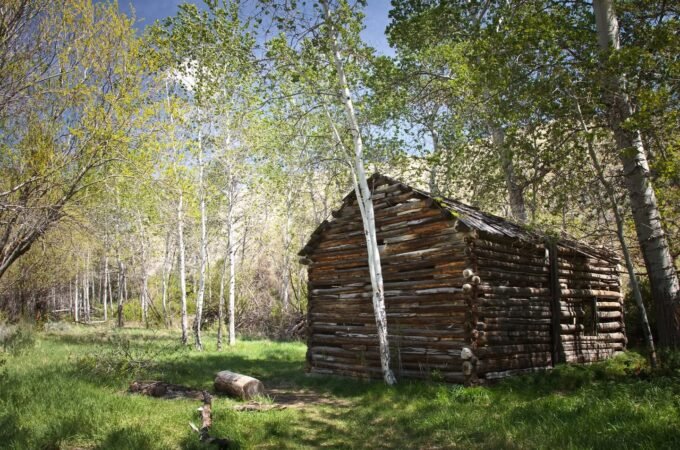 A rustic, historic log cabin sits on a grassy clearing surrounded by tall pine trees. The weathered wooden structure evokes a sense of nostalgia amidst the wilderness.