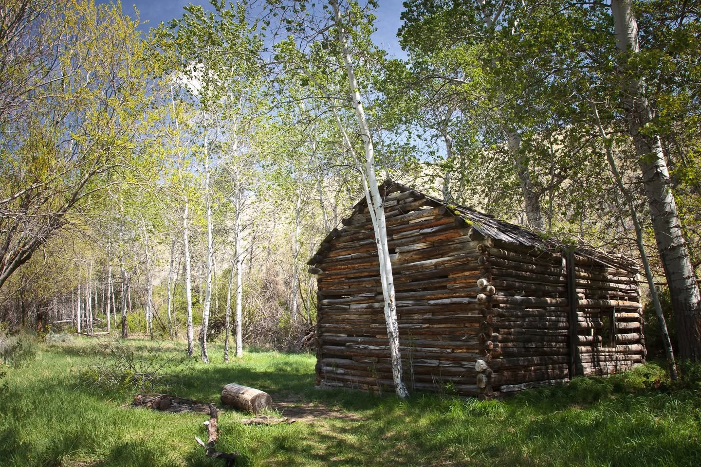 A rustic, historic log cabin sits on a grassy clearing surrounded by tall pine trees. The weathered wooden structure evokes a sense of nostalgia amidst the wilderness.