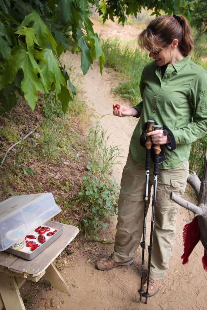 A person in a green shirt holds hiking poles next to a picnic bench with fresh red berries in a container. The setting is a natural, outdoor area with dirt paths and lush vegetation.