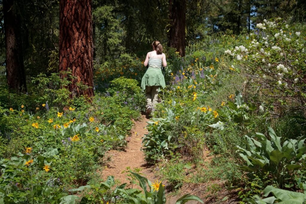 A person walking on a nature trail surrounded by wildflowers in the Pacific Northwest.