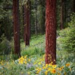 Towering redwood trees stand tall above a lush meadow of vibrant yellow and purple wildflowers in the Pacific Northwest.