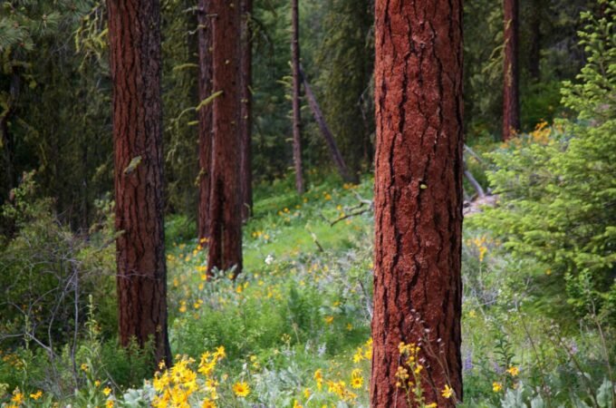 Towering redwood trees stand tall above a lush meadow of vibrant yellow and purple wildflowers in the Pacific Northwest.