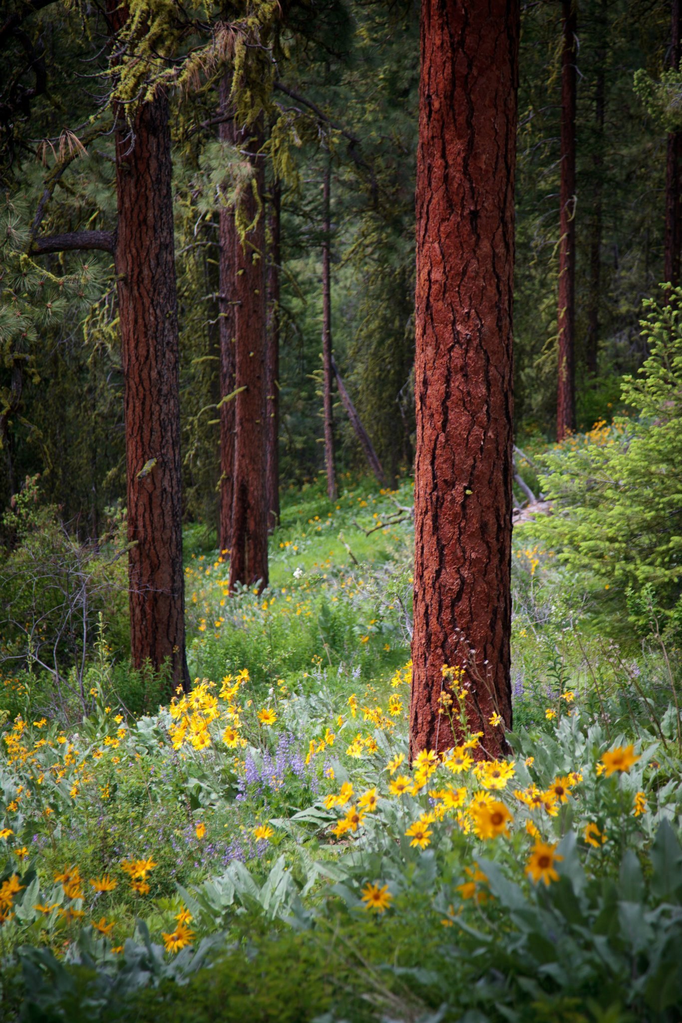 Sauer Mountain Towering redwood trees stand tall above a lush meadow of vibrant yellow and purple wildflowers in the Pacific Northwest.