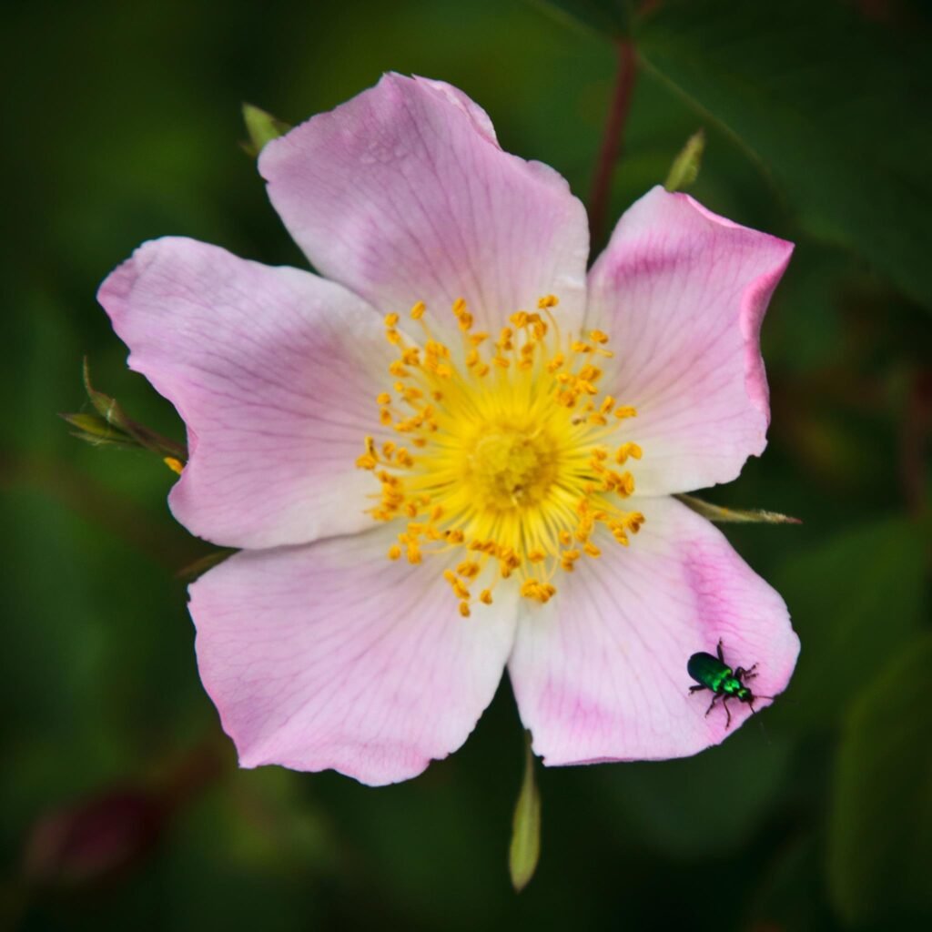 A close-up view of delicate pink wild roses with vibrant yellow centers and a small green jewel beetle.