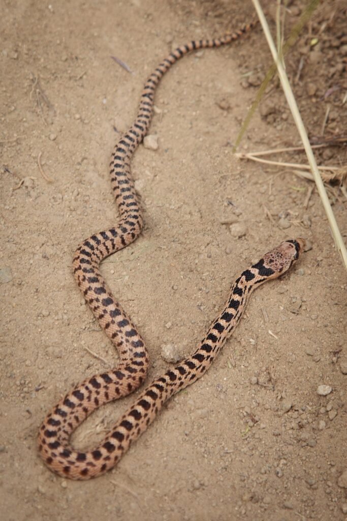 A brown rattlesnake with distinctive dark markings slithers across sandy desert terrain near a dry grass stem.