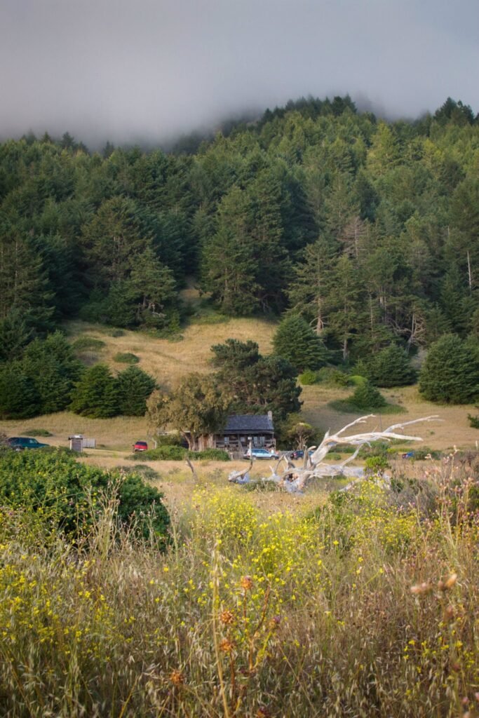 A misty, fog-covered forest with a view over a valley containing trees and buildings.