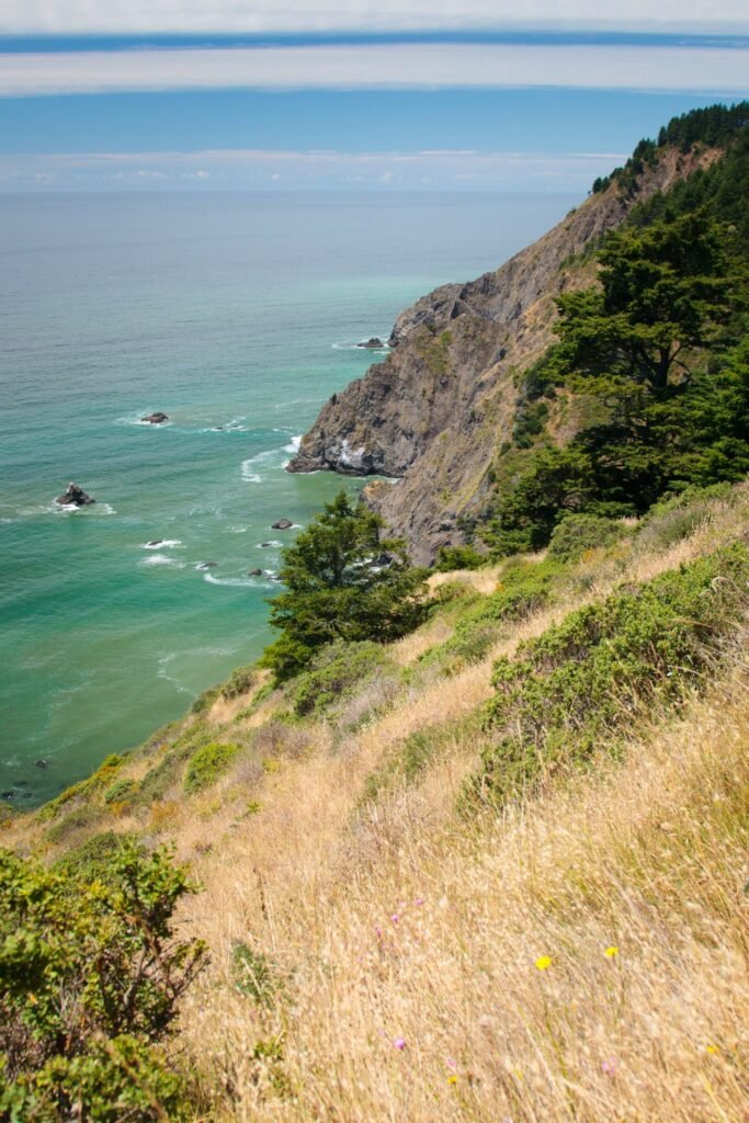 A coastal viewpoint featuring a steep, forested hillside overlooking emerald-green ocean waters. The foreground filled with dry, golden grasses suggests late summer weather.