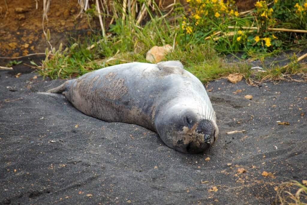 A gray seal resting on a dark rocky surface with green foliage and small yellow flowers in the background.