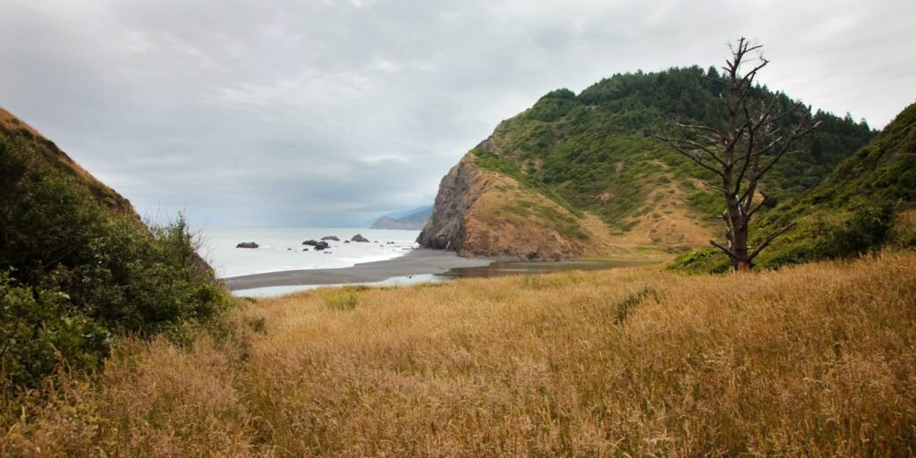 Golden fields leading to a secluded shore with a lone tree and tree-covered hill.