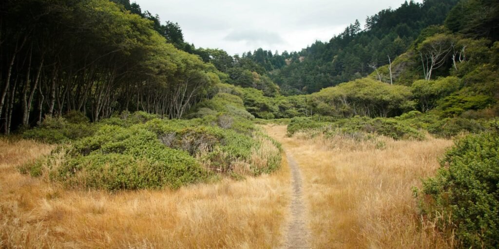 A dirt trail winds through dry, golden grass fields in the Pacific Northwest. The path is lined with green bushes and trees set against a misty hill backdrop.