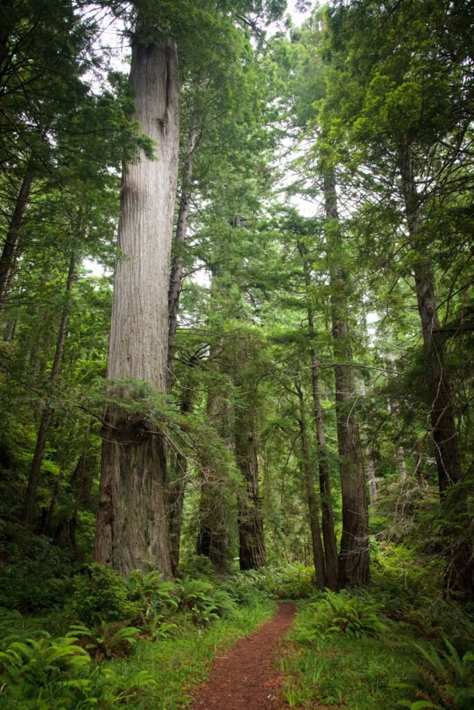A hiking trail winds through a lush forest of towering redwood trees and dense green ferns.