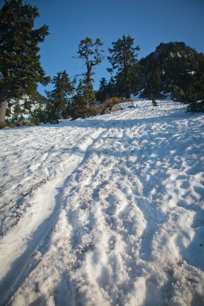A snowy trail winds uphill through a forest of tall evergreen trees under a clear blue mountain sky.
