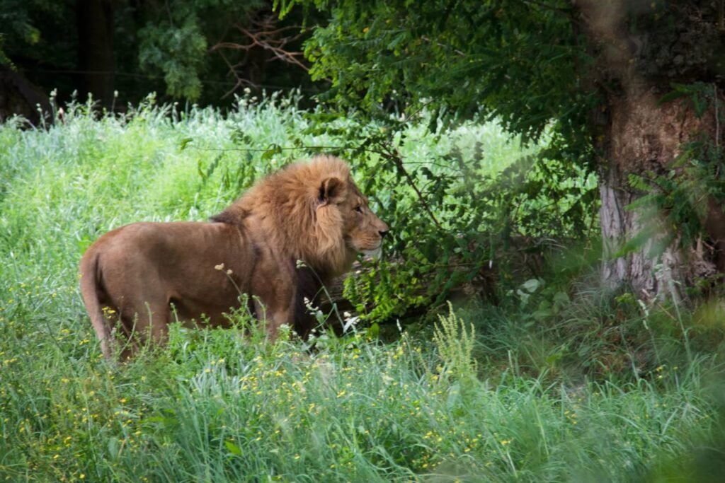 A lion walks through dense green grass under a large tree.