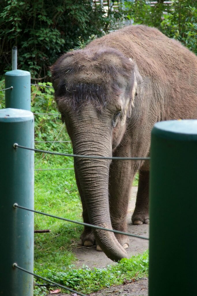 An elephant walking within a fenced enclosure with lush green foliage in the background.