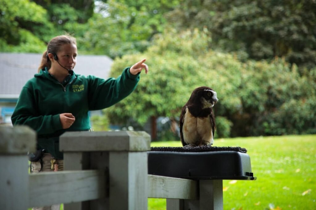 A person in a green jacket stands with a hawk perched on a stand. The individual gestures toward the bird in a lush outdoor setting.