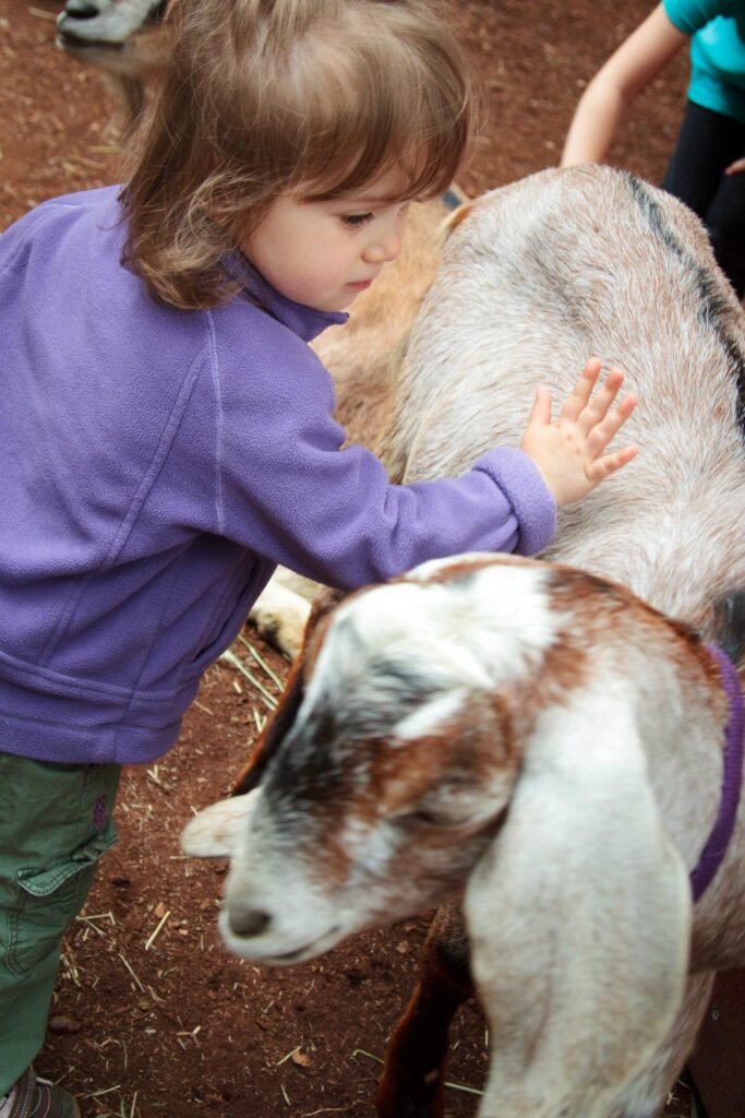 A young child in a purple jacket gently pets a white and brown goat outdoors. The moment captures a close interaction between the child and the animal on a dirt ground, likely at a petting zoo or farm.