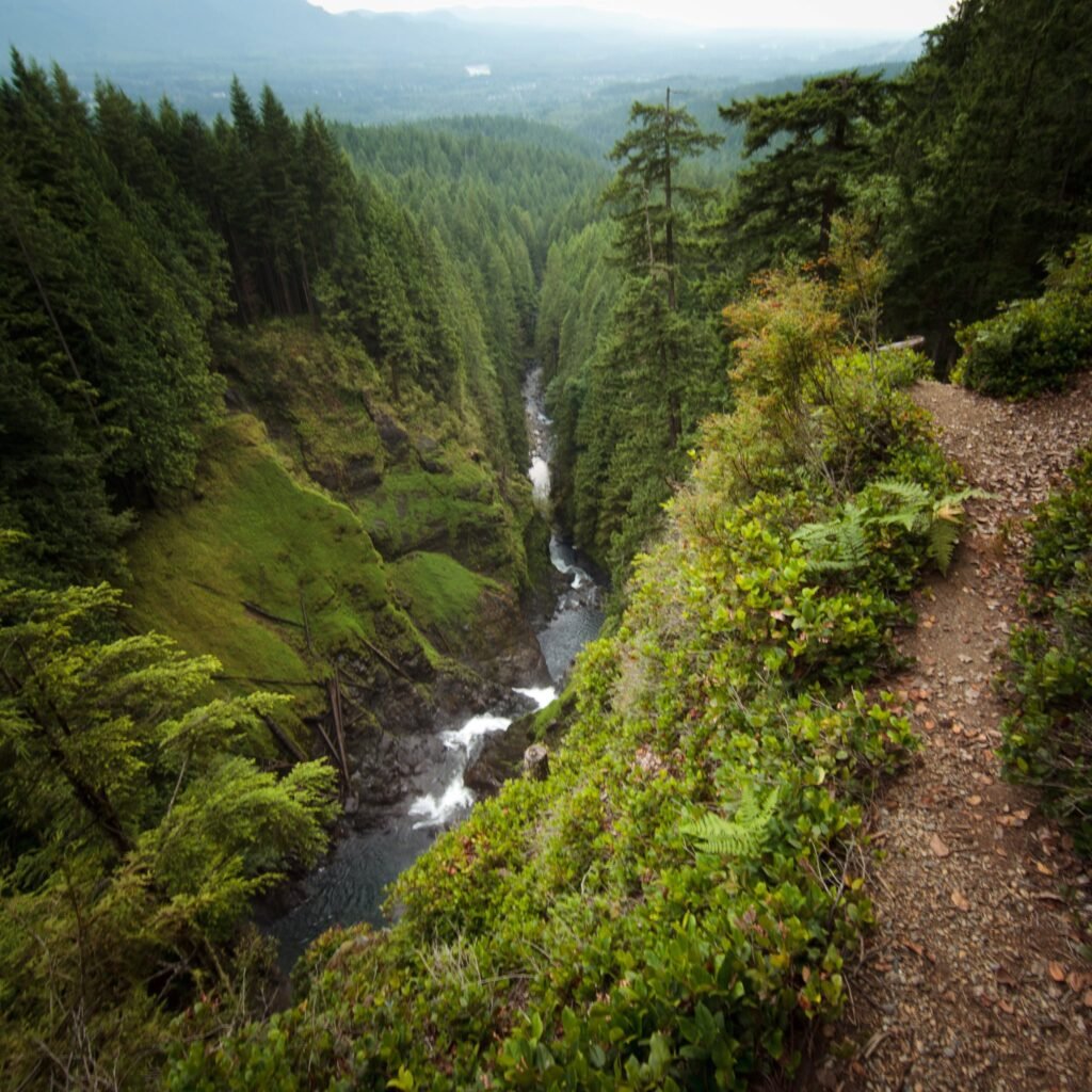 View of the river rapids and forested valley from the Trout Lake Falls Trail in the Pacific Northwest.