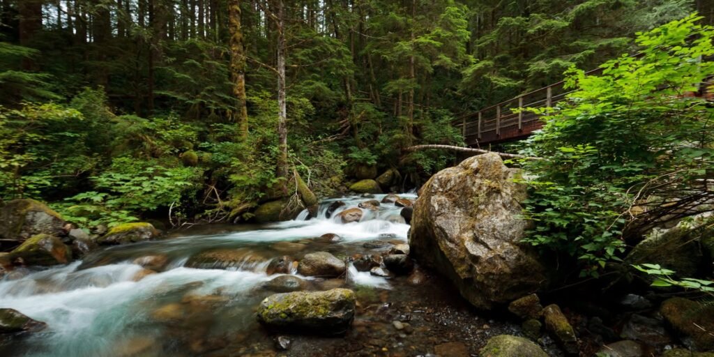 A rushing stream flows through a lush, green forest with large rocks and boulders along the banks.